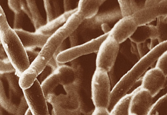 Threadlike fungal filaments are called - ScieMce