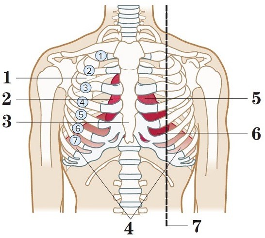 the-nurse-is-auscultating-the-fifth-intercostal-space-left