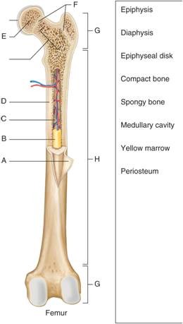 neither short nor flat bones contain a medullary cavity
