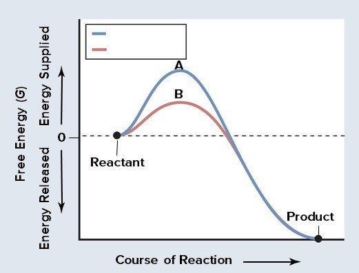 The formation of carbonic acid from water and carbon dioxide is ...