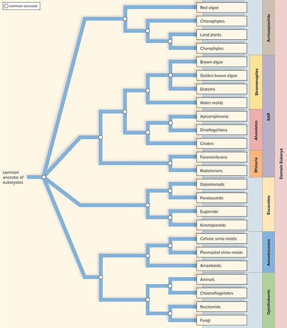 All protists are eukaryotic organisms. - ScieMce