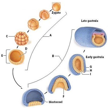 Gastrulation results in the formation of: - ScieMce